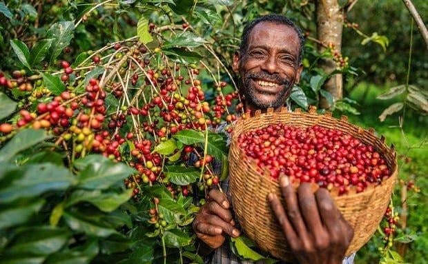 Bunaa fi Zayitii Al-ergii